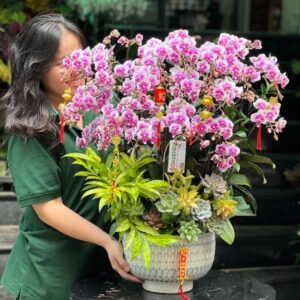 chậu lan mini hồng pastel thanh lịch đẹp nhẹ nhàng