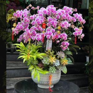 chậu lan mini hồng pastel thanh lịch đẹp nhẹ nhàng
