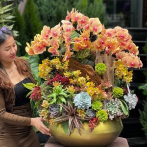 chậu lan tiểu hồ điệp cam mix sen đá đẹp và sang