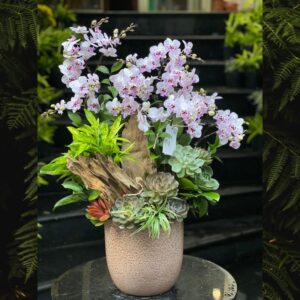 tiểu cảnh lan hồ điệp sen đá trồng gỗ lũa để bàn hoa chúc mừng 8 tháng 3
