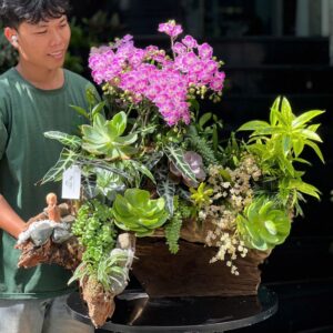 Hoa Chúc Mừng 8/3 độc đáo, ấn tượng từ lan hồ điệp mini hồng mix cùng sen đá trồng trên gỗ lũa, tươi đẹp bền lâu. Hoa ý nghĩa hơn khi mix cùng tượng ông bà hạnh phúc, an nhiên.