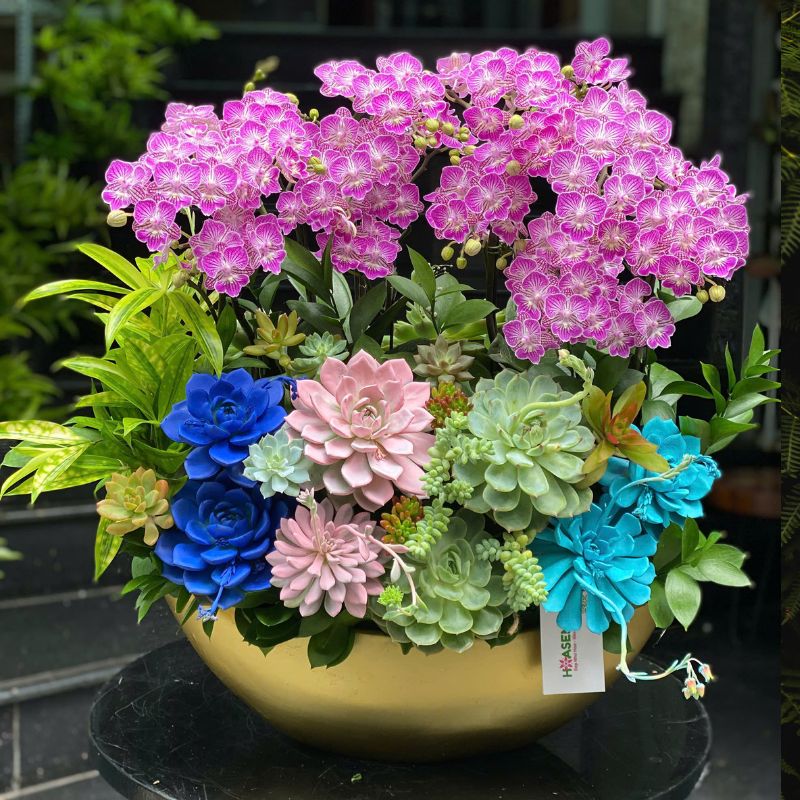 Hoa Lan Hồ Điệp 8 3 Hoa Lan Hồ Điệp 8 3
