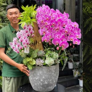 hoa mừng 8 3 tiểu cảnh lan hồ điệp mix sen đá