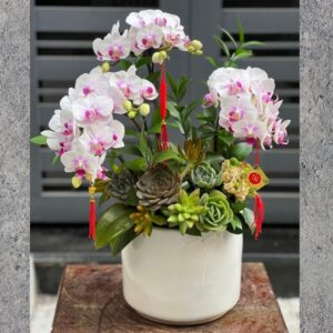 hoa tặng bác sỹ ngày 27 tháng 2 từ chậu sen đá mix lan hồ điệp mini hồng