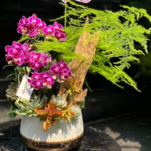 hoa chúc mừng 8 3 tiểu cảnh lan hồ điệp sen đá