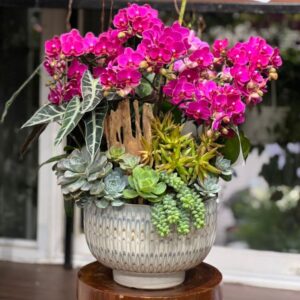 Hoa Tặng Mẹ 8 3 bình hoa lan mini hồng đậm mix sen đá gỗ lũa