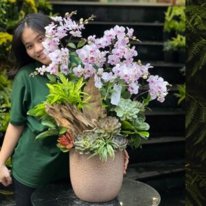tiểu cảnh lan hồ điệp sen đá trồng gỗ lũa để bàn hoa chúc mừng 8 tháng 3