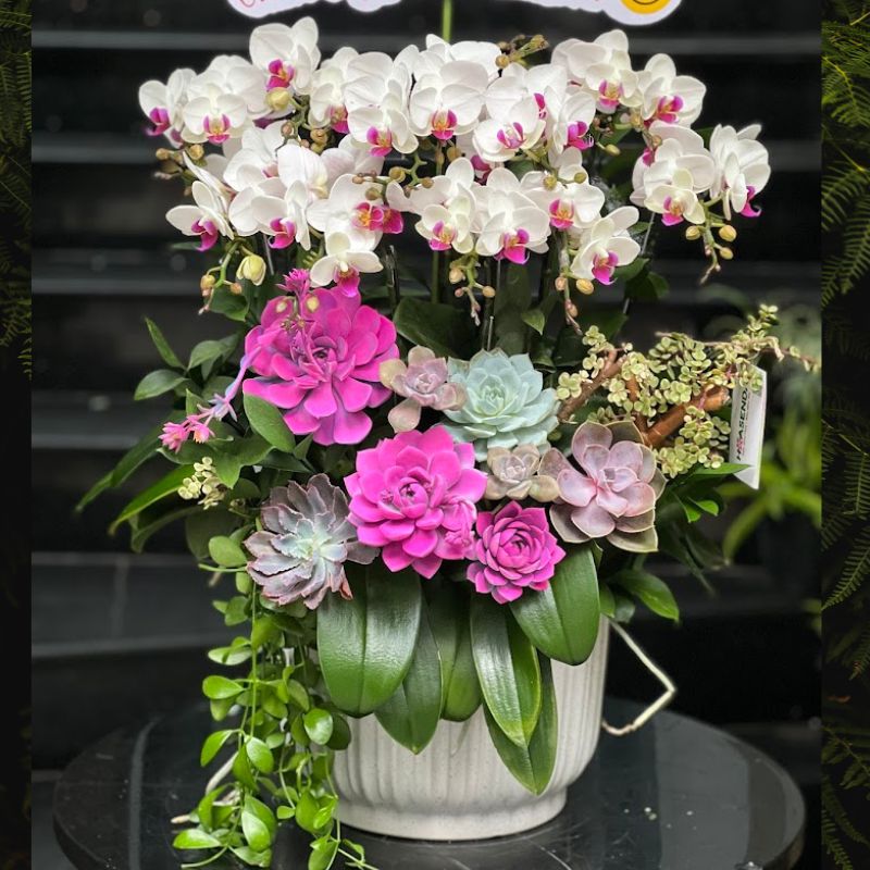 Hoa Tặng Ngày Thầy Thuốc Việt Nam 27/2 lan mini mix sen đá gỗ lũa Hoa Tặng Ngày Thầy Thuốc Việt Nam 27/2 lan mini mix sen đá gỗ lũa