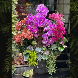 hoa tặng 8 tháng 3, tiểu cảnh sen đá lan hồ điệp