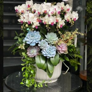 Hoa Tặng Ngày Thầy Thuốc Việt Nam 27/2 lan mini mix sen đá gỗ lũa