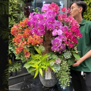hoa chúc mừng ngày 8/3 đẹp từ chậu lan hồ điệp tím, đỏ, hồng cam trồng gỗ lũa