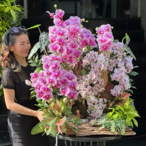chậu lan ghép gỗ lũa tiểu cảnh lan hồ điệp đẹp