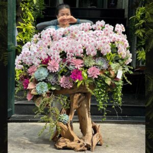 lan hồ điệp ghép lũa gỗ khổng lồ