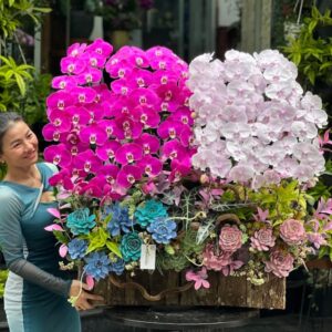 lan hồ điệp quận 10 đẹp và khác biệt