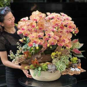 chậu lan hồ điệp cam gạch đẹp mix sen đá gỗ lũa