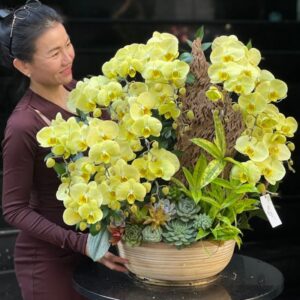 chậu lan hồ điệp vàng bơ ghép gỗ lũa mix sen đá