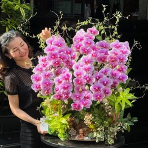 chậu hoa lan hồng đột biến đẹp và sang ghép gỗ lũa sen đá