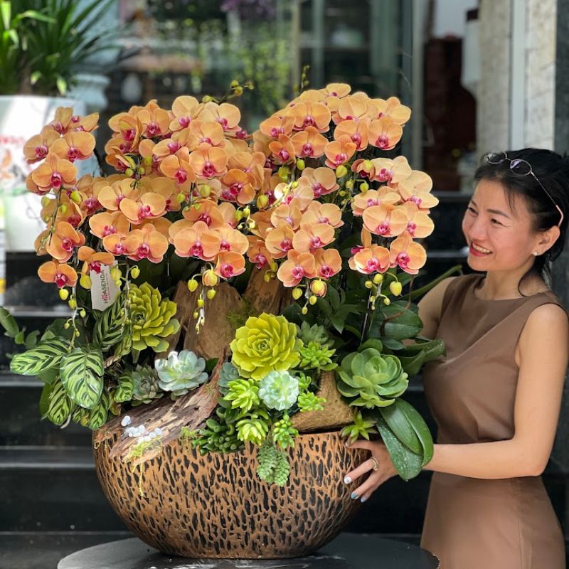 chậu lan hồ điệp tím đỏ hay còn gọi là lan hồ điệp tím mắt trắng chậu lan hồ điệp tím đỏ hay còn gọi là lan hồ điệp tím mắt trắng