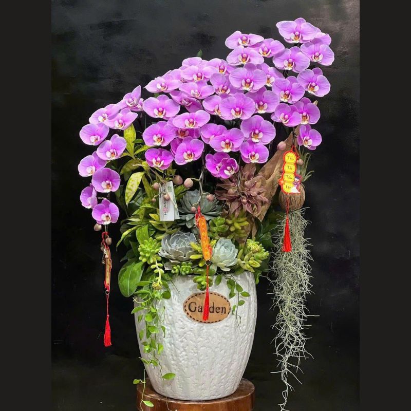 tiểu cảnh lan hồ điệp mix sen đá tiểu cảnh lan hồ điệp mix sen đá