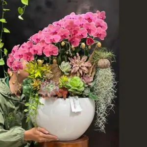 tiểu cảnh hoa lan hồ điệp mix sen đá