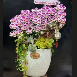 tiểu cảnh lan hồ điệp mix sen đá